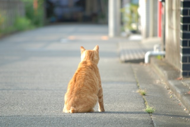 道端に座る猫