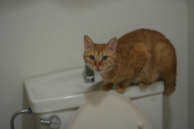 トイレタンクに乗る猫