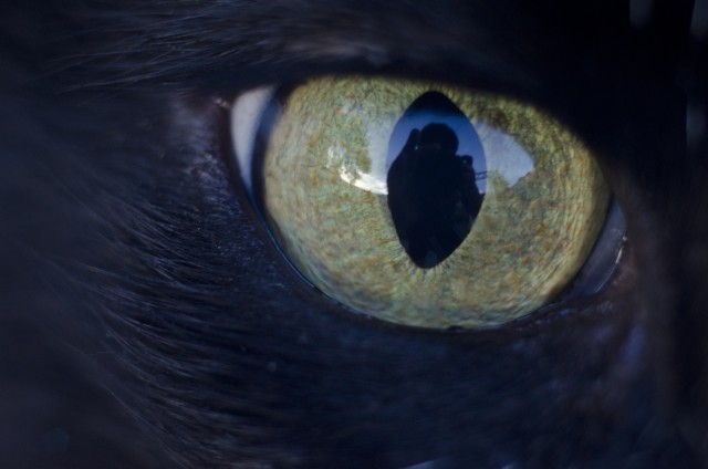 拡大した猫の目