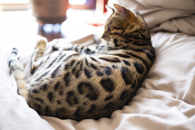 ベッドに横たわるベンガル猫