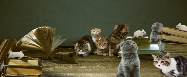 本に群がる猫