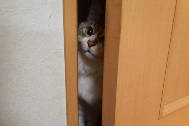 ドアの隙間から覗く猫