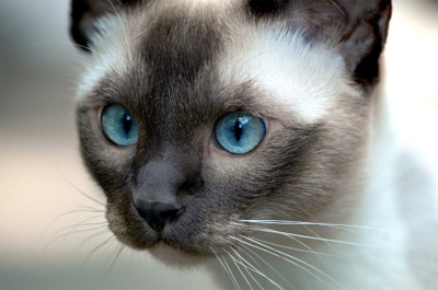 性格 毛色 寿命など トンキニーズはどんな猫 ねこびあ 猫のトリビア 猫の飼い方や豆知識などが身に付く情報サイト