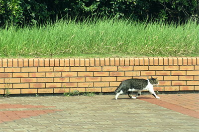 猫の足の速さは時速何km 猫種ごとの違いはあるの ねこびあ 猫のトリビア 猫の飼い方や豆知識などが身に付く情報サイト