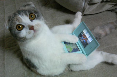 DSで遊ぶ猫