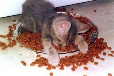 お腹いっぱいの子猫