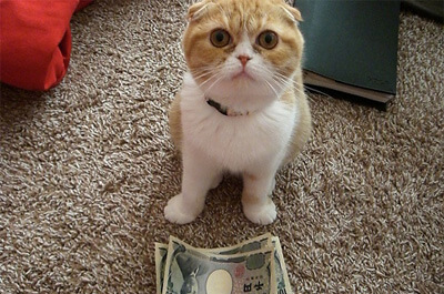 お金の前に座る猫