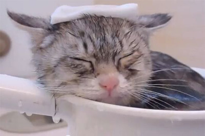 お風呂でくつろぐ猫