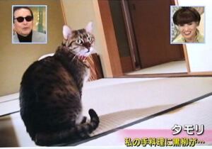 タモリさんの愛猫パトラ