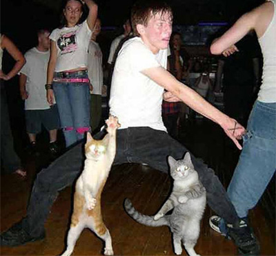 ダンスを踊る猫