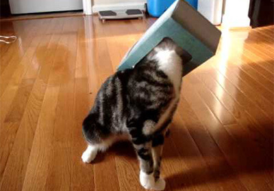 ティッシュボックスに頭を入れる猫