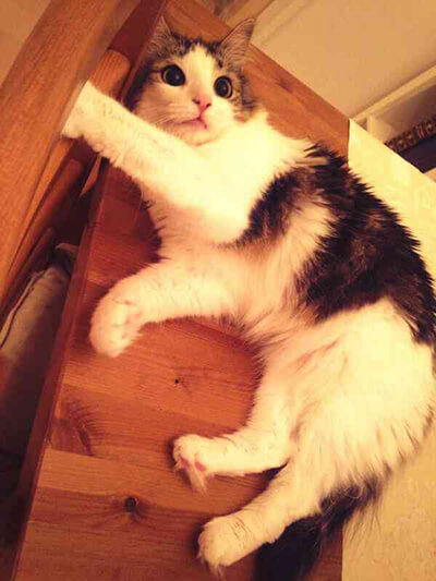 テーブルに乗っているダレノガレ明美の飼い猫