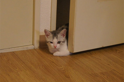 ドアの隙間に挟まる猫