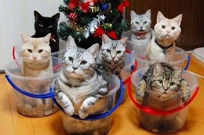 バケツに入ったたくさんの猫