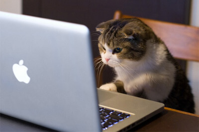 パソコンで勉強をする猫