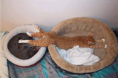 ベッド二つ使って寝る猫