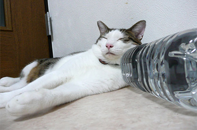ペットボトルを枕にして寝る猫