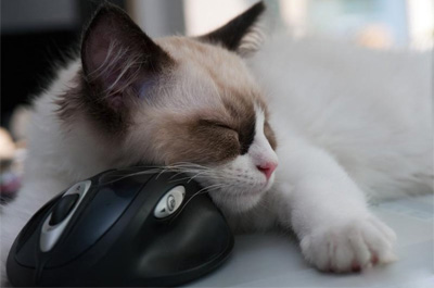 マウスを枕にして寝るラグドール