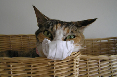 マスクをする猫