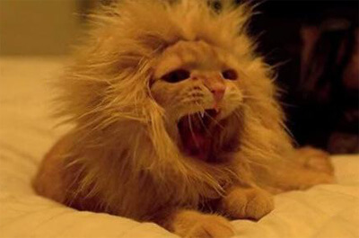 ライオンに似せた猫