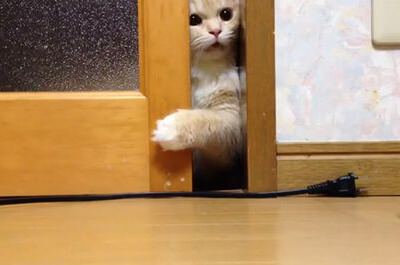 一人でドアを開ける猫