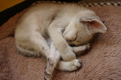 丸まって寝る子猫のシンガプーラ
