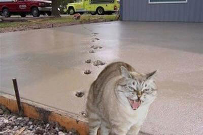 乾いていないコンクリートを踏む猫
