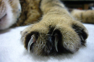 伸びた猫の爪