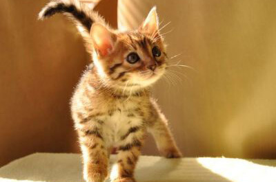 何かを見つめるベンガル猫の子猫