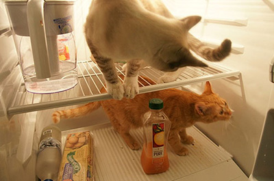 冷蔵庫に入る二匹の猫
