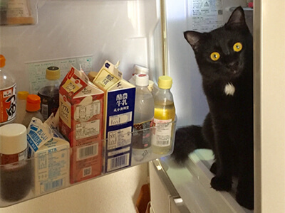 冷蔵庫に入る猫