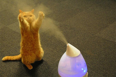 加湿器で遊ぶ猫