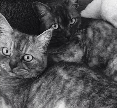 吉岡里帆の二匹の愛猫