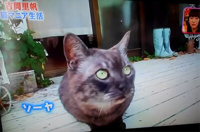 吉岡里帆の飼い猫のソーヤ