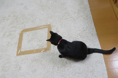 四角形の猫ホイホイを見つめる猫