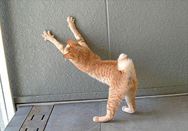 壁で爪とぎをする猫