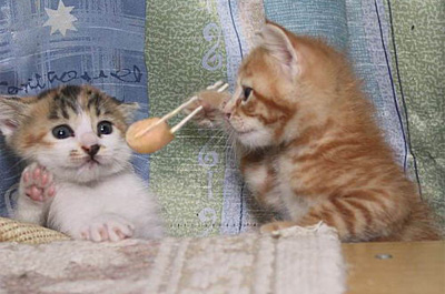 子猫にご飯を食べさせる猫