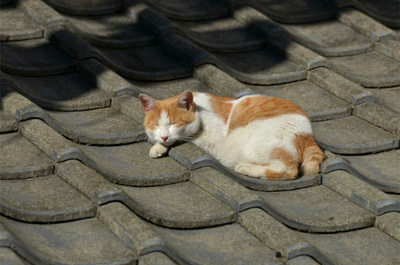 屋根の上で昼寝をする猫