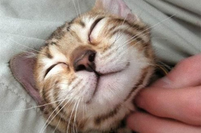 幸せそうな顔をする猫