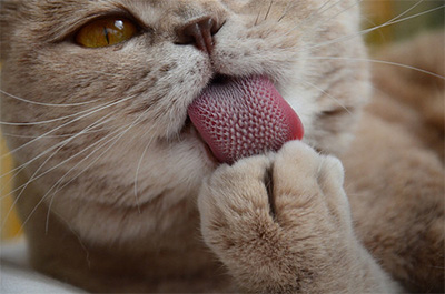 手を舐めて舌を見せる猫