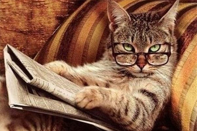 新聞を読む知的な猫
