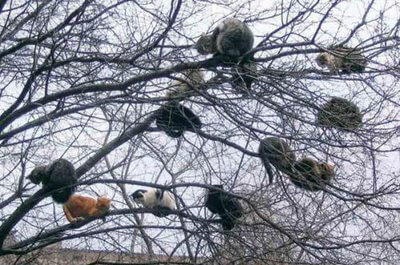 木の枝に座るたくさんの猫