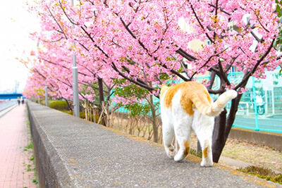 桜の木の下を散歩する猫