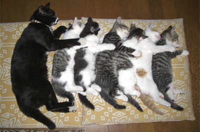 横一列に並んで寝る猫