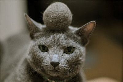 毛玉を頭に乗せる猫