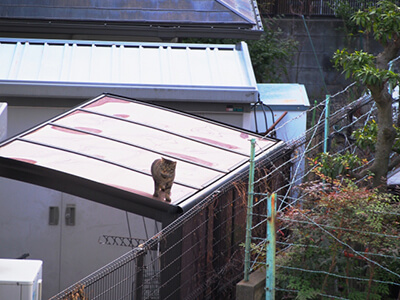 民家の屋根を歩く猫