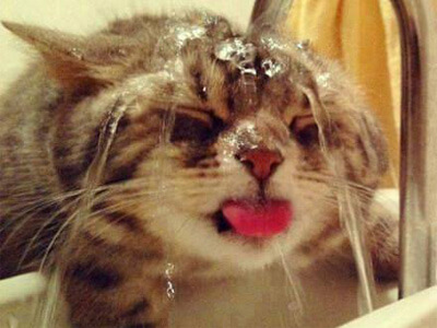 水を頭から被る猫