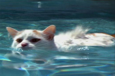 水中を泳ぐターキッシュバン