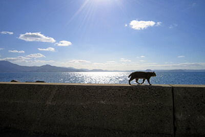 海辺を歩く猫