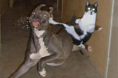 犬と喧嘩をする猫